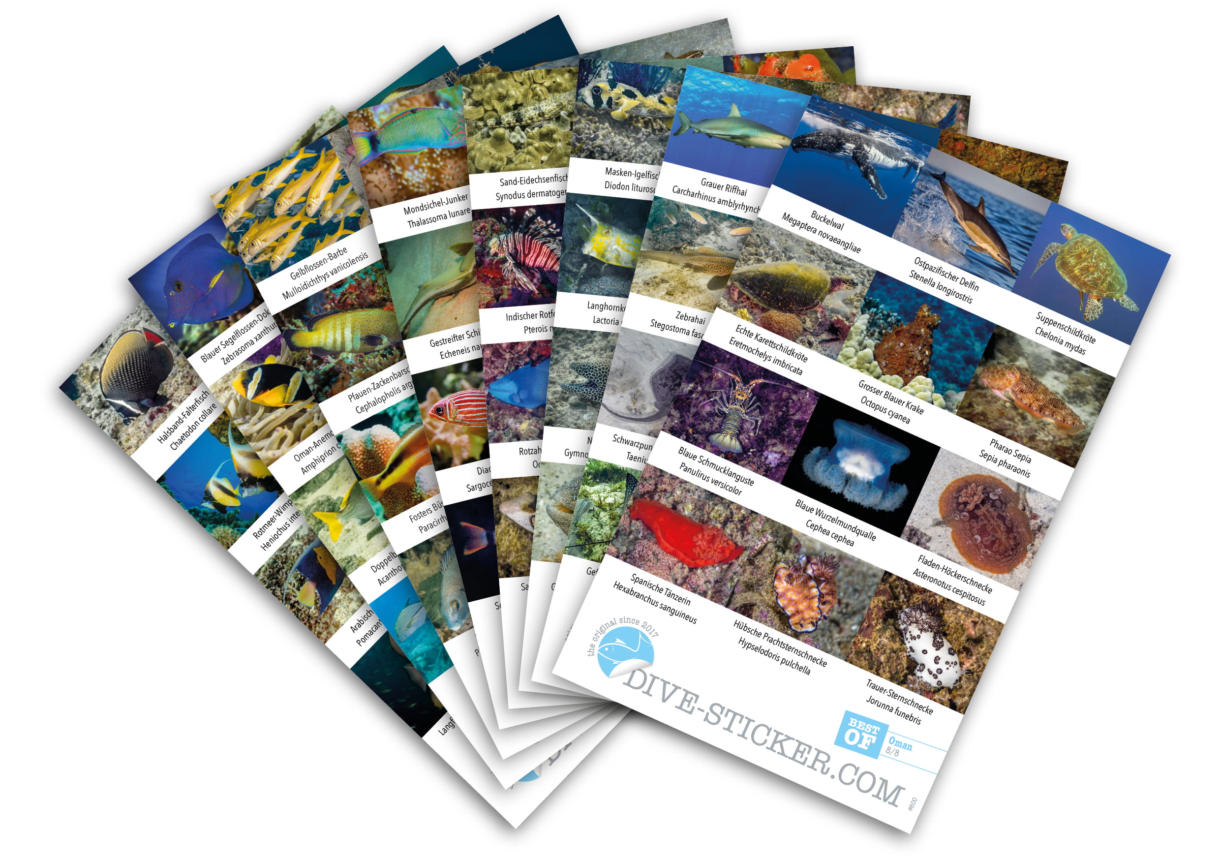 Dive_Sticker_Oman_2 Dive Sticker Oman
