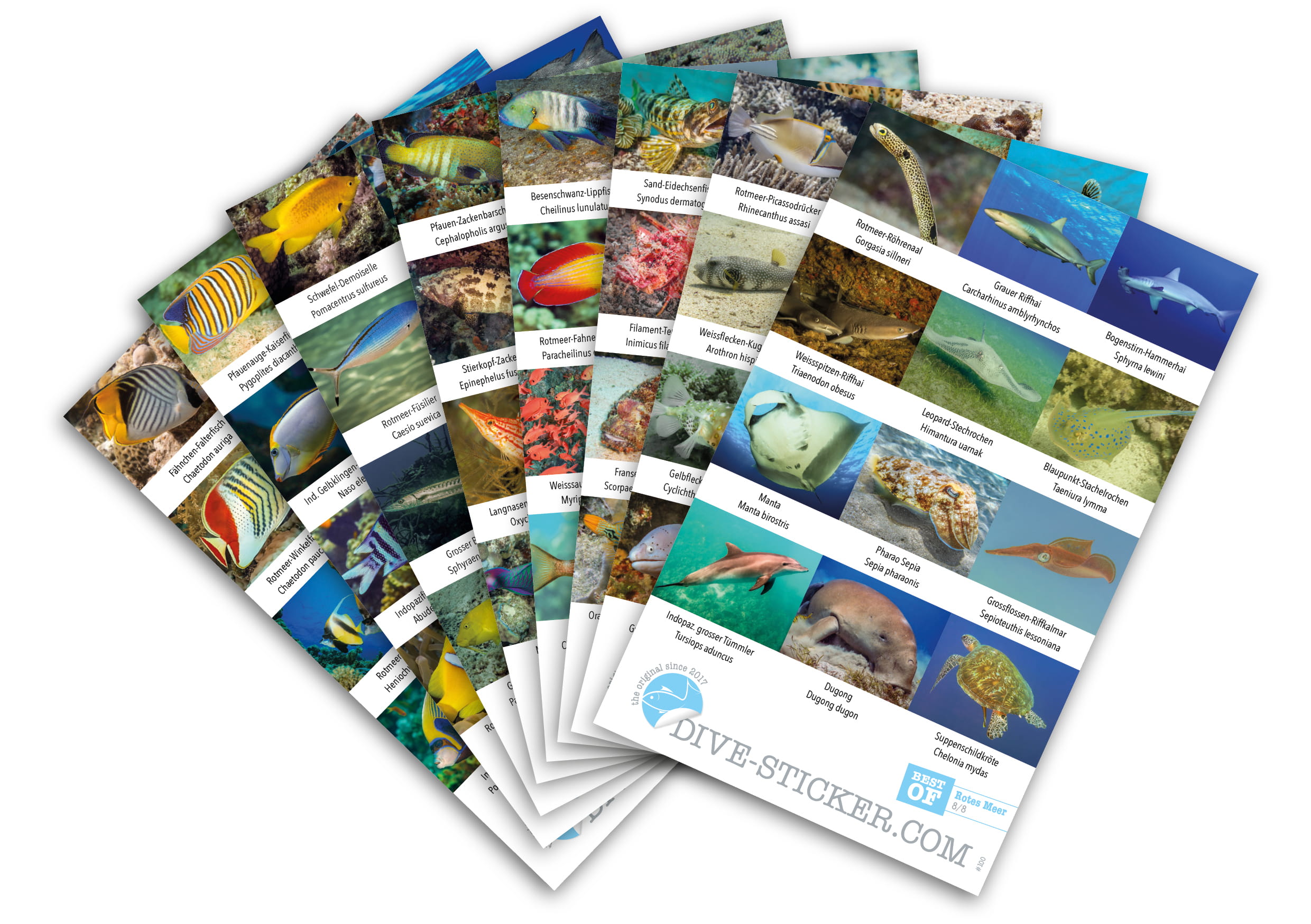 Dive_Sticker_Rotes_Meer_2 Dive Sticker Rotes Meer