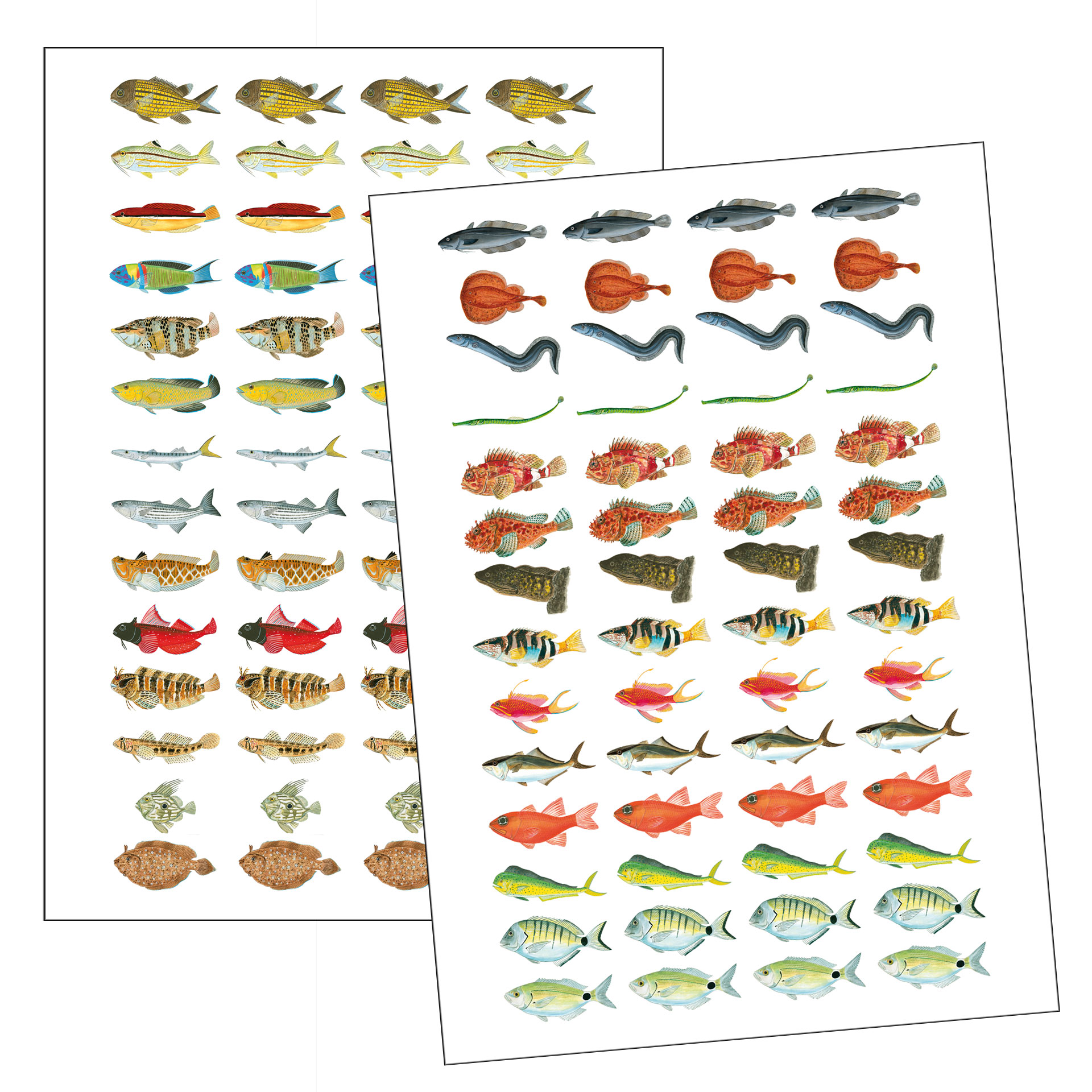 Mittelmeer_Fischaufkleber Ostsee Fischaufkleber für Logbuch