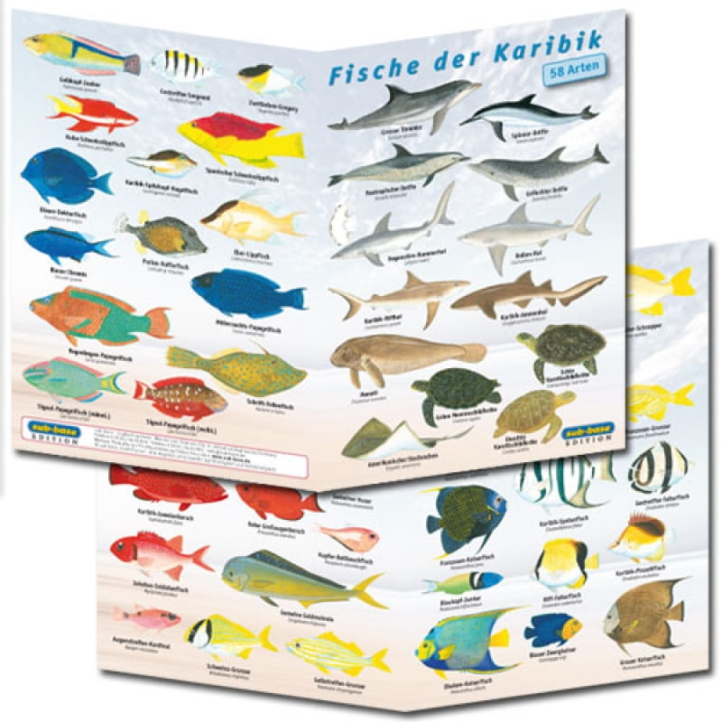 Faltblatt_Karibik Fischfaltblatt Karibik