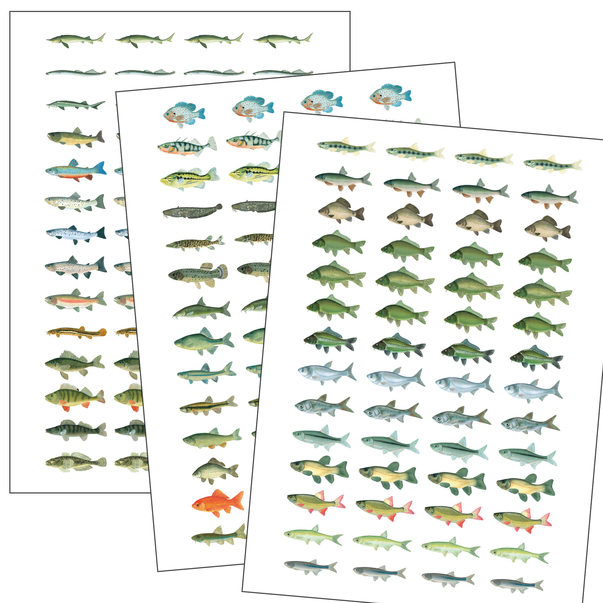 Suesswasser_Fischaufkleber Süsswasser Fischaufkleber für Logbuch