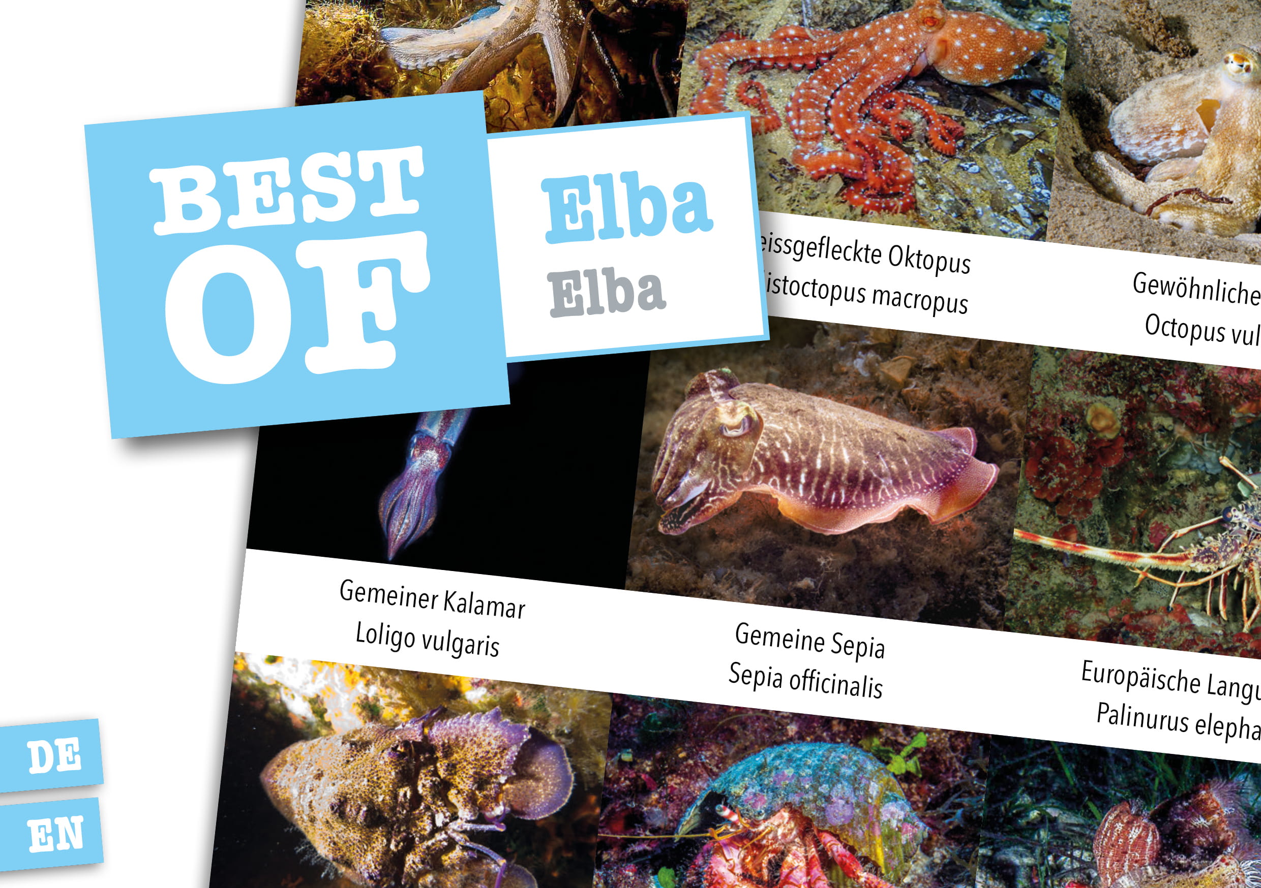 Dive_Sticker_Elba Dive Sticker Elba