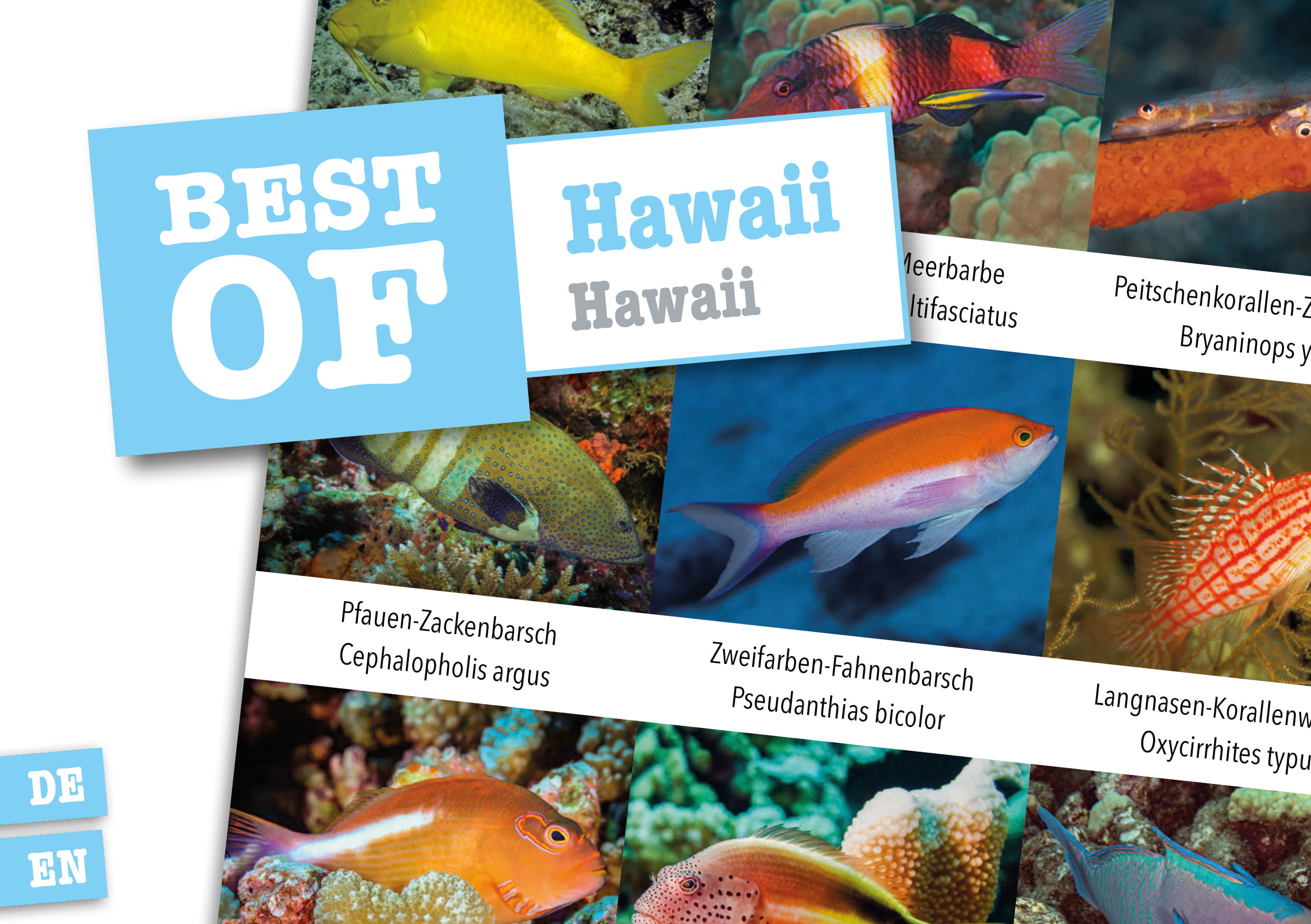 Dive_Sticker_Hawaii Dive Sticker Hawaii