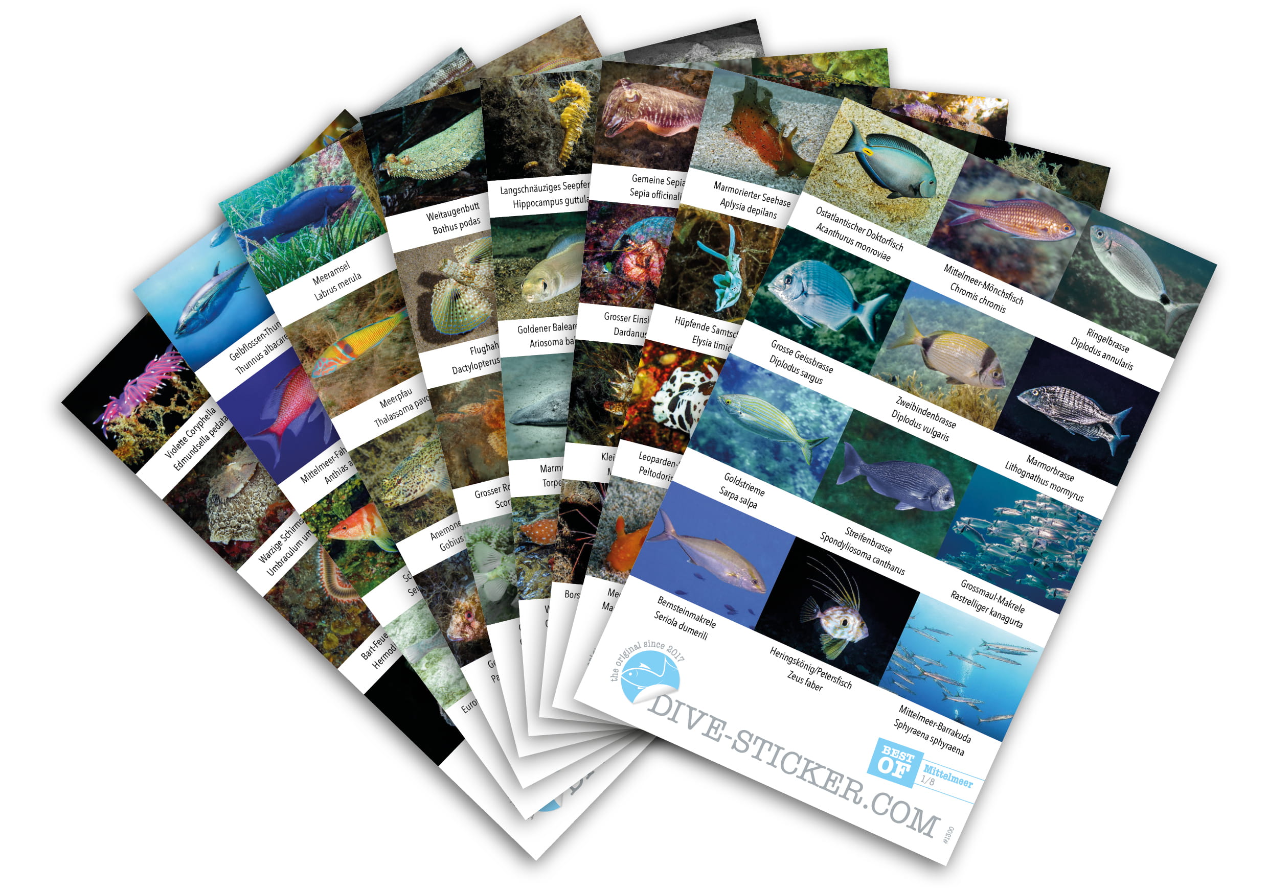 Dive_Sticker_Mittelmeer_2 Dive Sticker Mittelmeer