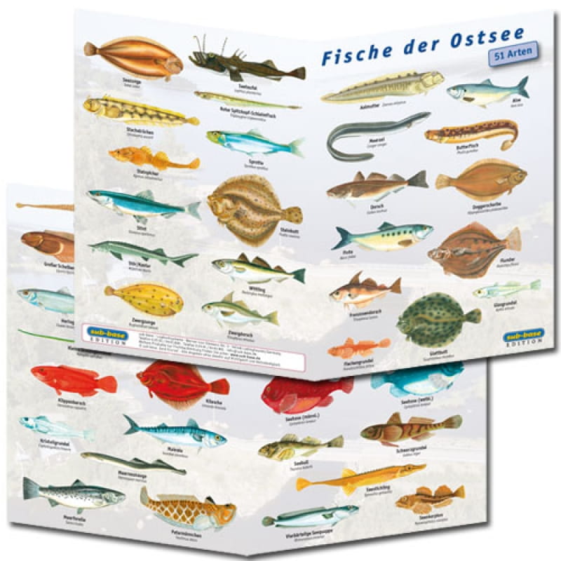 Faltblatt_Ostsee Fischfaltblatt Ostsee
